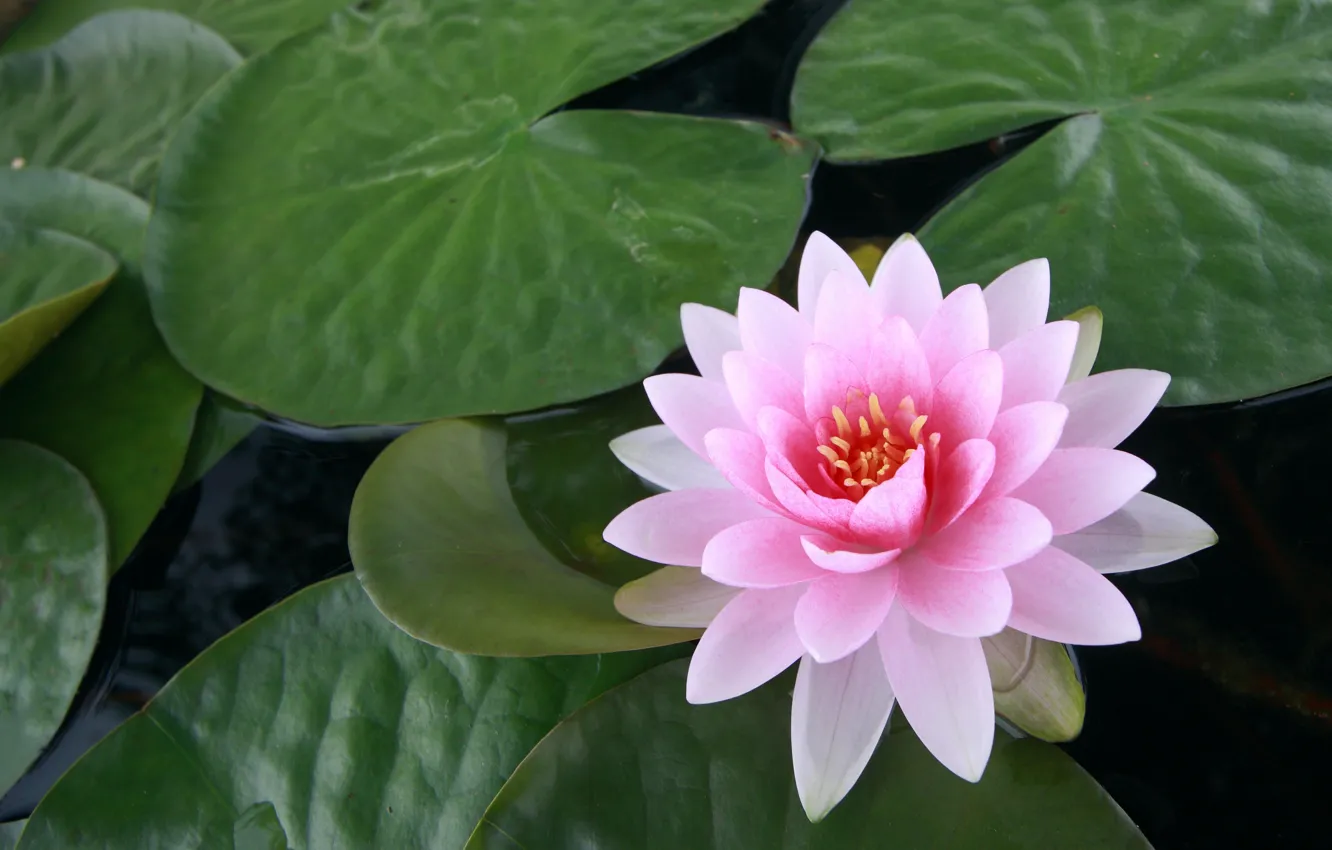 Photo wallpaper leaves, water, flowers, Lotus, Lily, pink, water Lily
