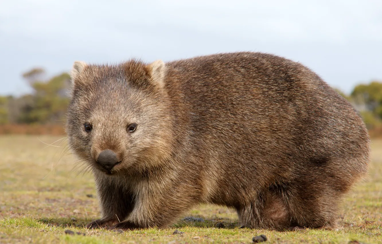 Photo wallpaper Australia, animal, mammals, chord, marsupials, chubby, Wombat, dvortsovye