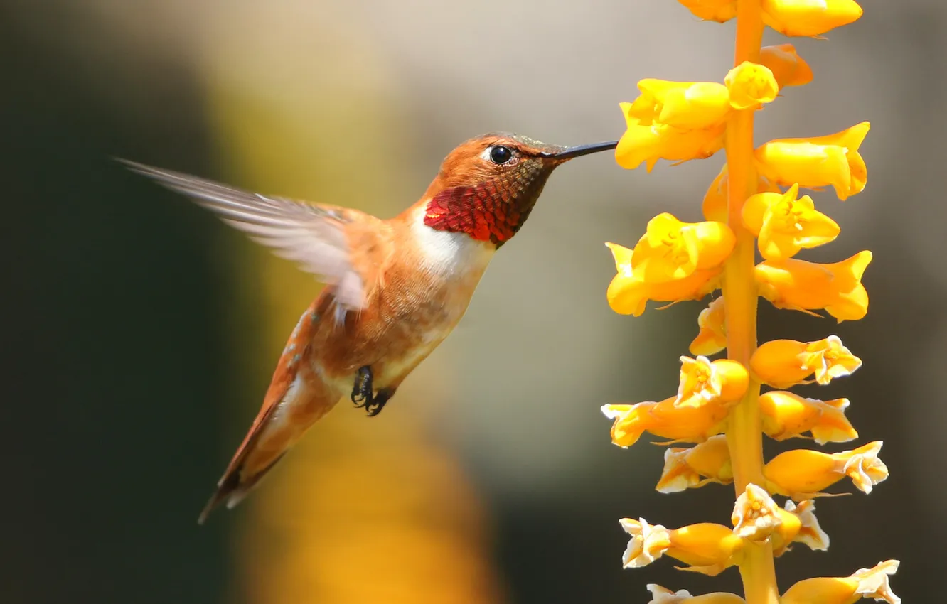 Photo wallpaper macro, flowers, bird, beak, Hummingbird