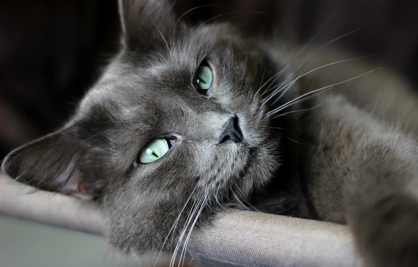 Photo wallpaper cat, mustache, look, macro, lies, green eyes