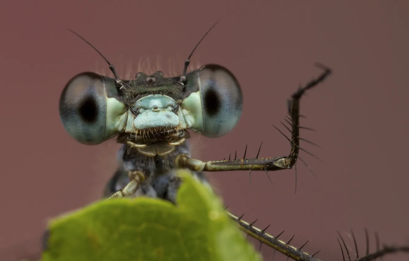 Photo wallpaper eyes, sheet, background, legs, dragonfly