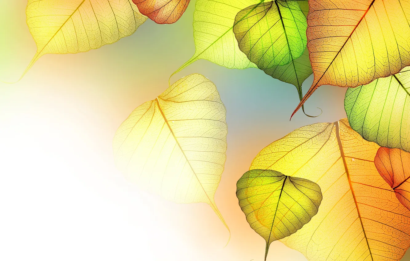 Photo wallpaper leaves, transparency, veins