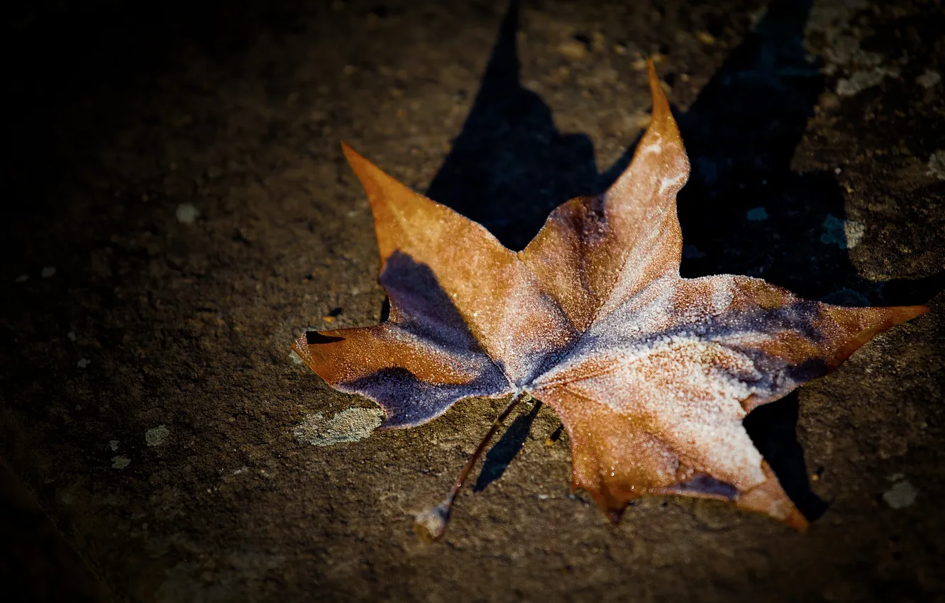 Photo wallpaper autumn, leaves, macro, blue, frost