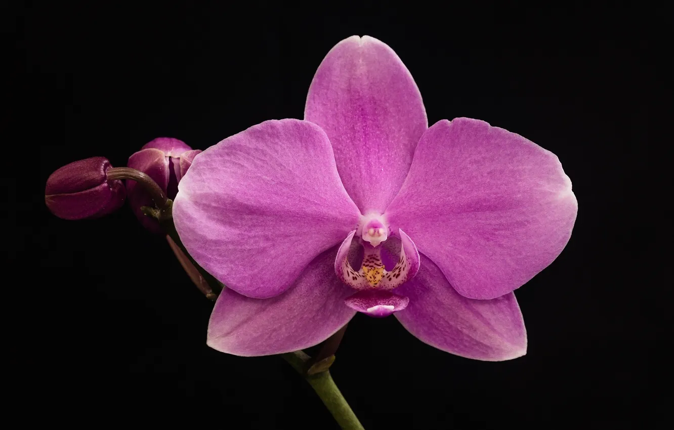 Photo wallpaper macro, the dark background, Orchid