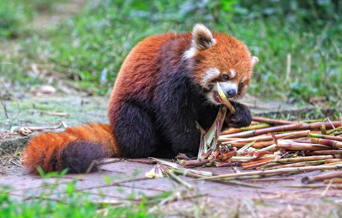 Photo wallpaper bamboo, Panda, meal