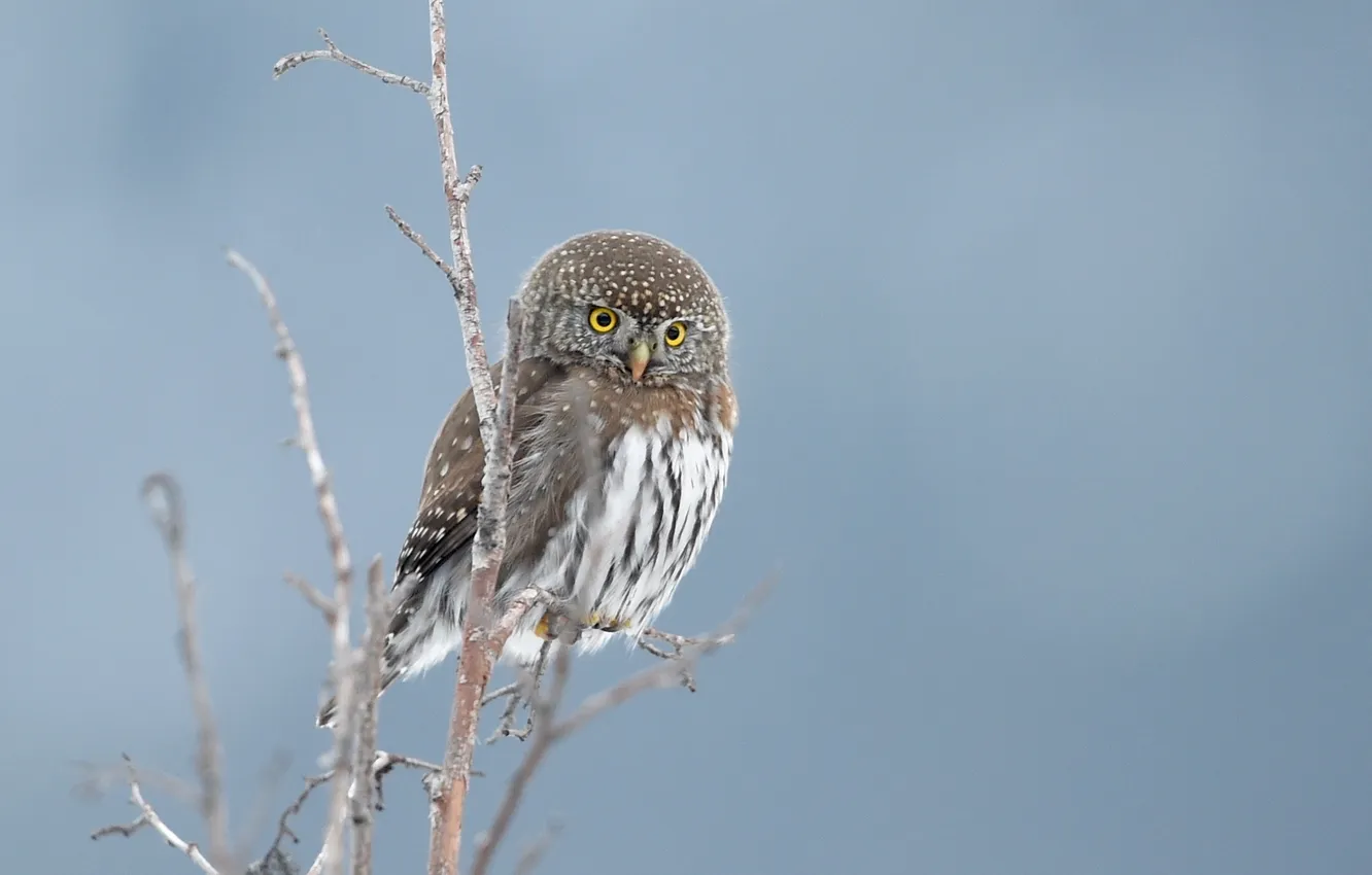 Photo wallpaper nature, owl, bird