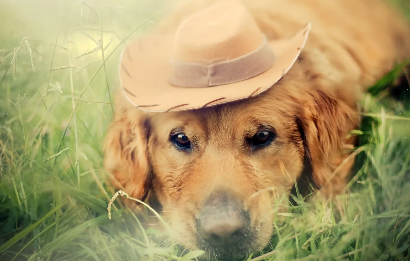 Photo wallpaper background, dog, hat