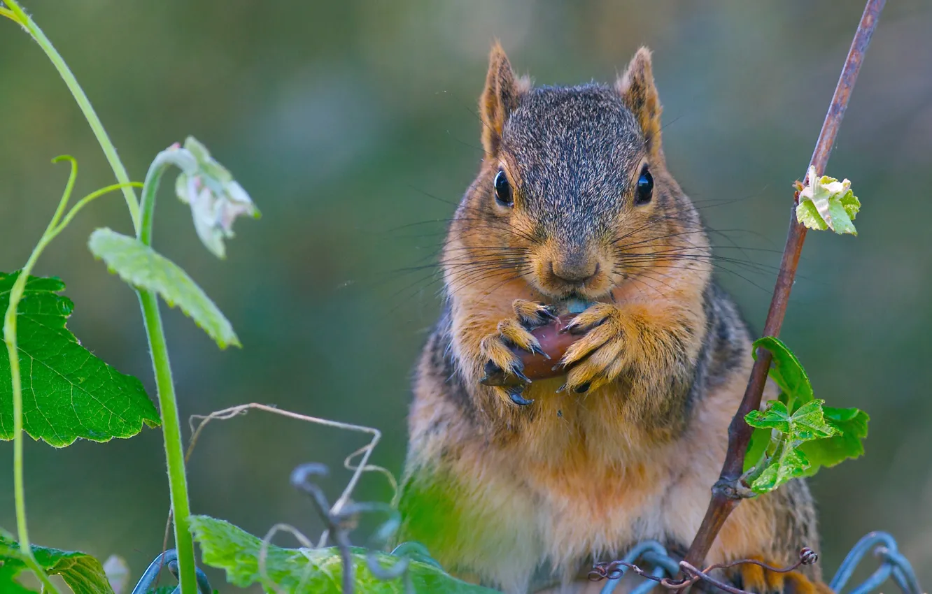 Photo wallpaper look, animal, protein