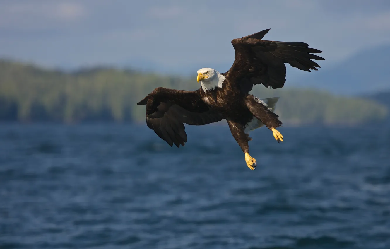 Photo wallpaper the sky, flight, bird, eagle, wings, pond, bald eagle, over the water