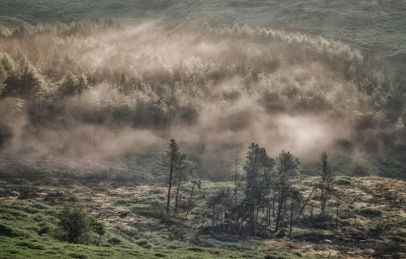 Photo wallpaper trees, fog, hills, England, Derbyshire