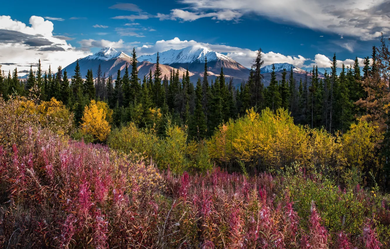 Photo wallpaper the sky, grass, trees, mountains, colorful