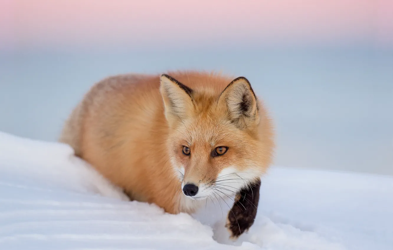 Photo wallpaper twilight, fox, sunset, winter, snow, dusk, wildlife, hunting