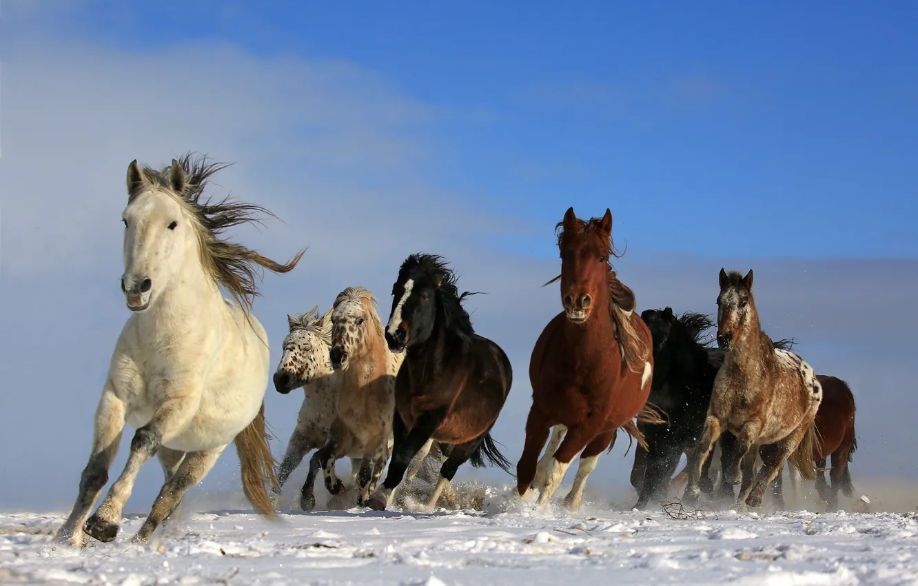 Photo wallpaper sky, animals, nature, freedom, snow, wildlife, wild, running