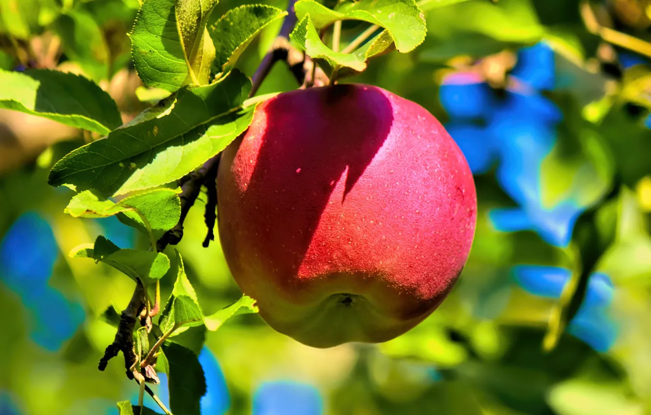 Photo wallpaper leaves, red, apples, Apple, on the branch, hanging, ripe