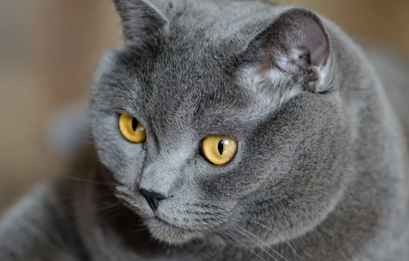 Photo wallpaper cat, eyes, cat, look, grey, yellow, British, British