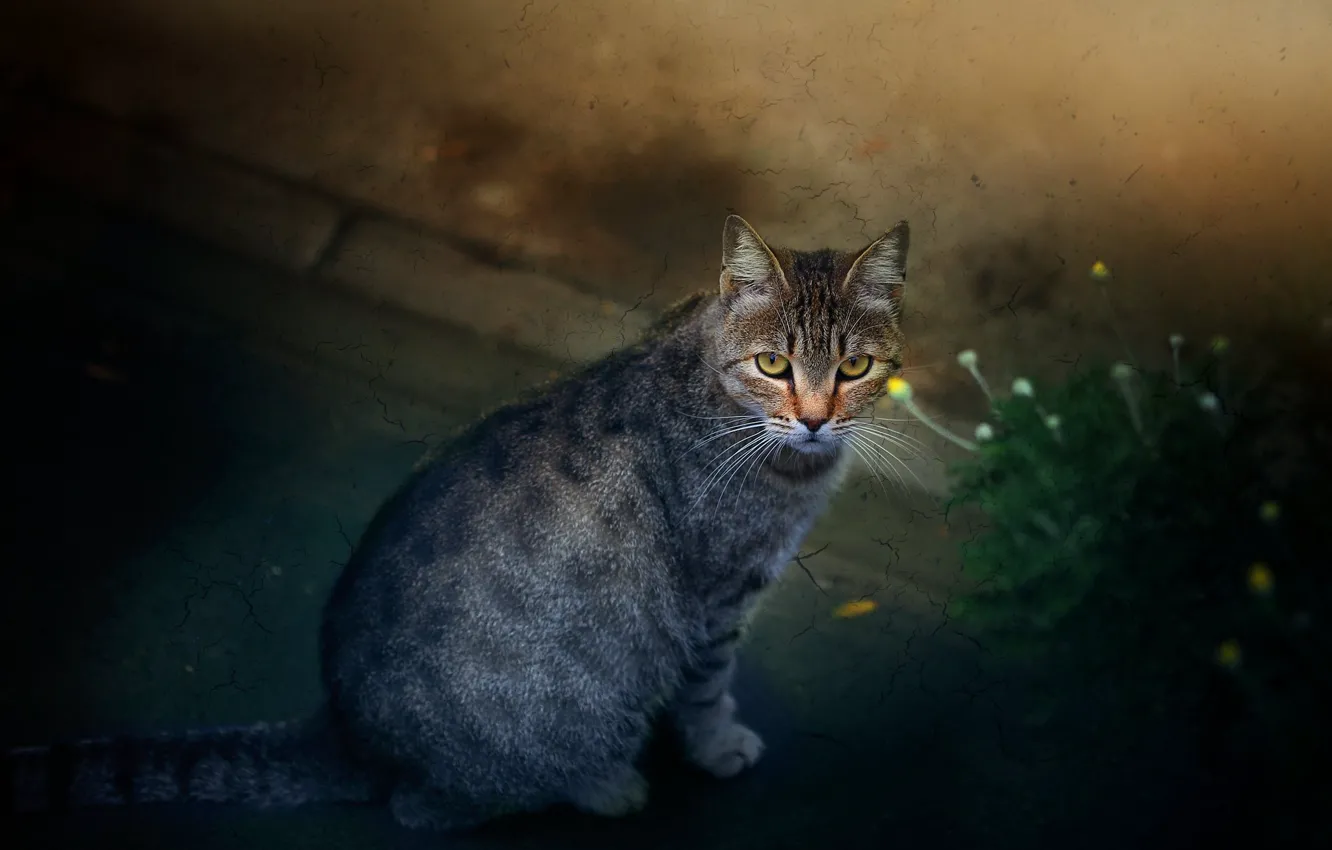 Photo wallpaper cat, cat, track, sitting
