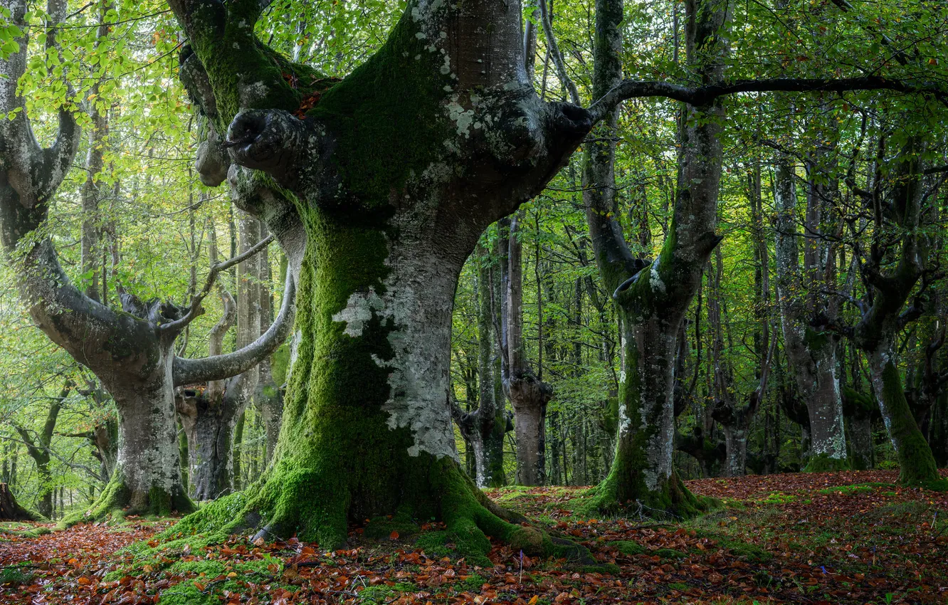 Photo wallpaper forest, leaves, trees, moss, trunk