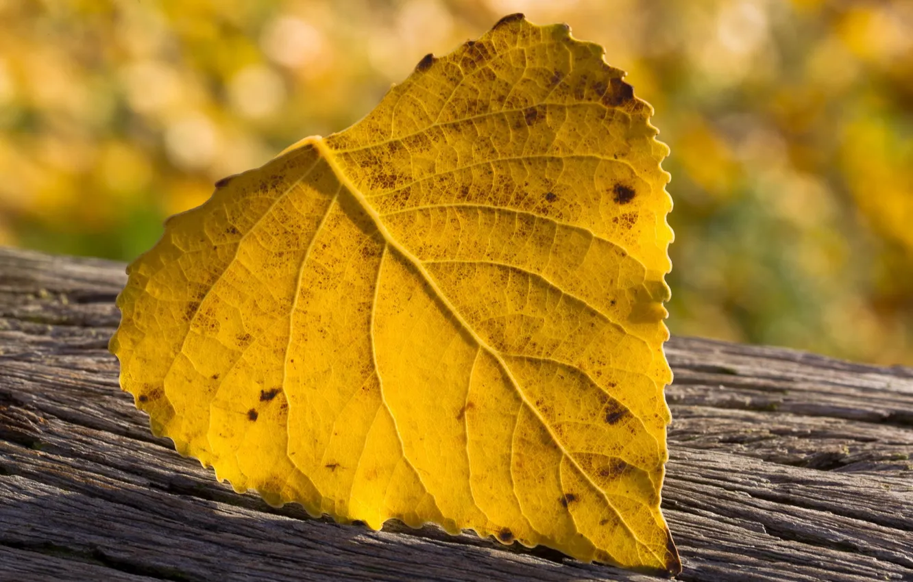 Photo wallpaper leaves, macro, nature