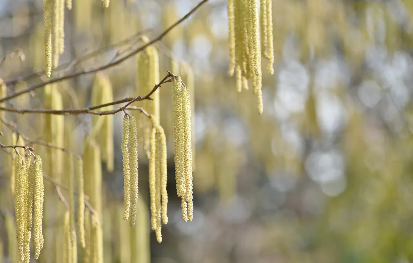 Photo wallpaper macro, spring, earrings