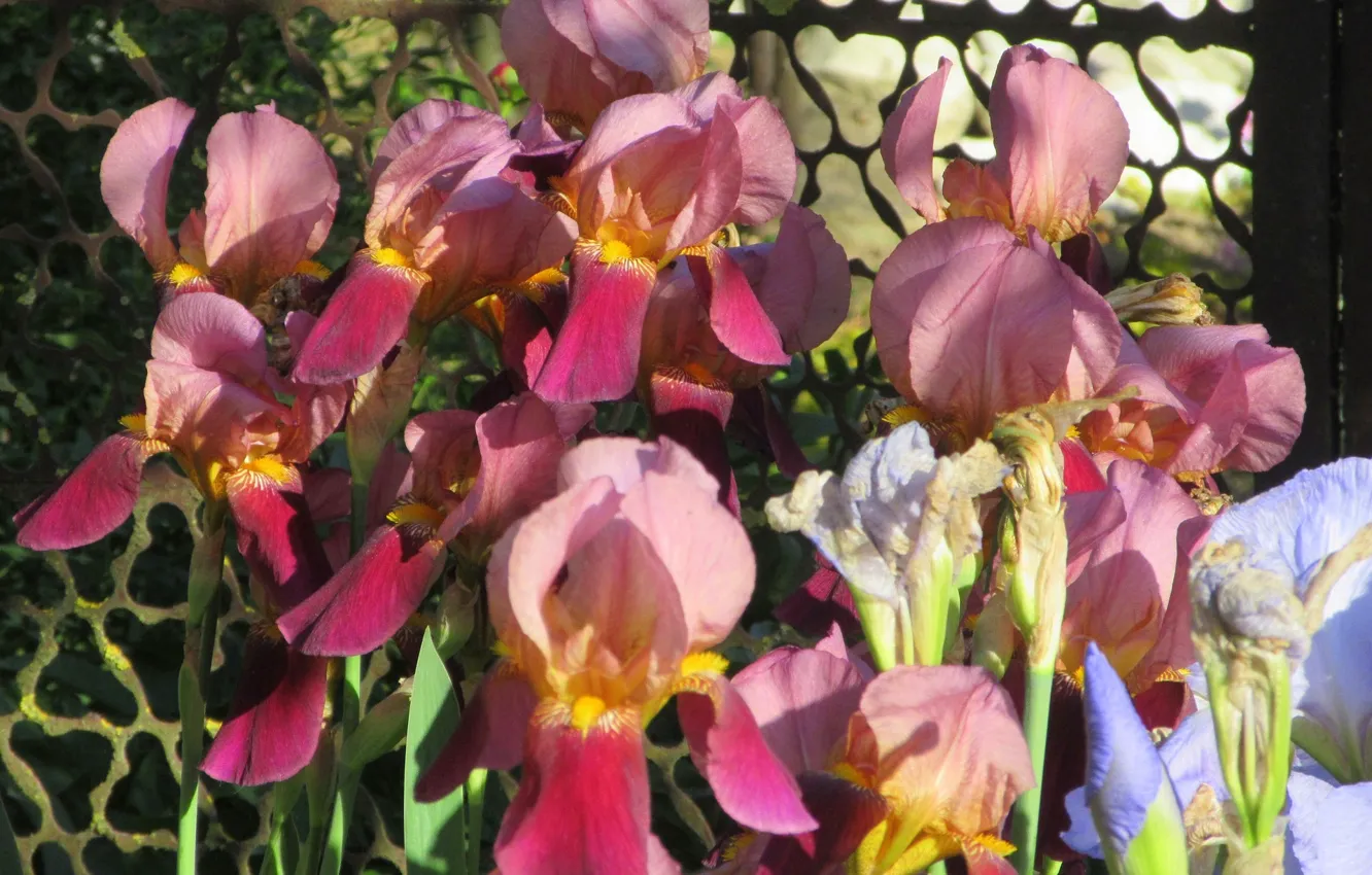 Photo wallpaper flowers, brown, iris, spring 2018, Meduzanol ©