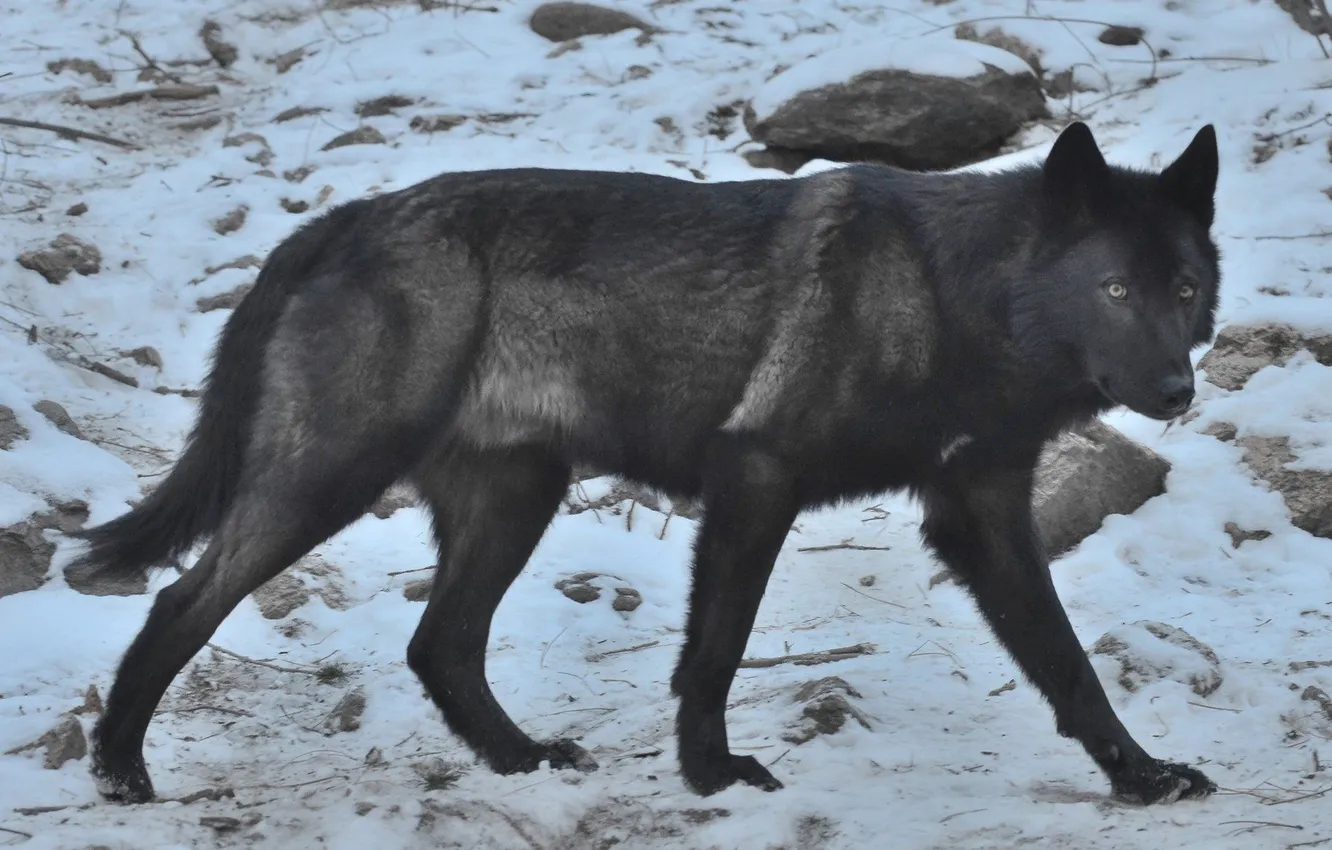 Photo wallpaper Predator, nature, snow, face, animal, wolf, canis lupus, wildlife