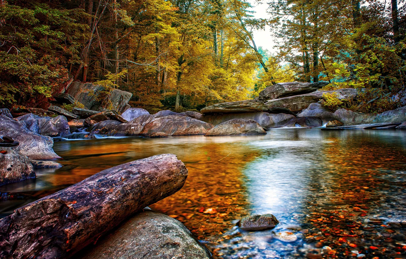 Photo wallpaper autumn, forest, trees, stream, stones