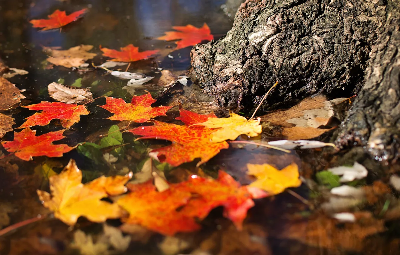 Photo wallpaper autumn, leaves, water, trees, pond, pond, floats, maple