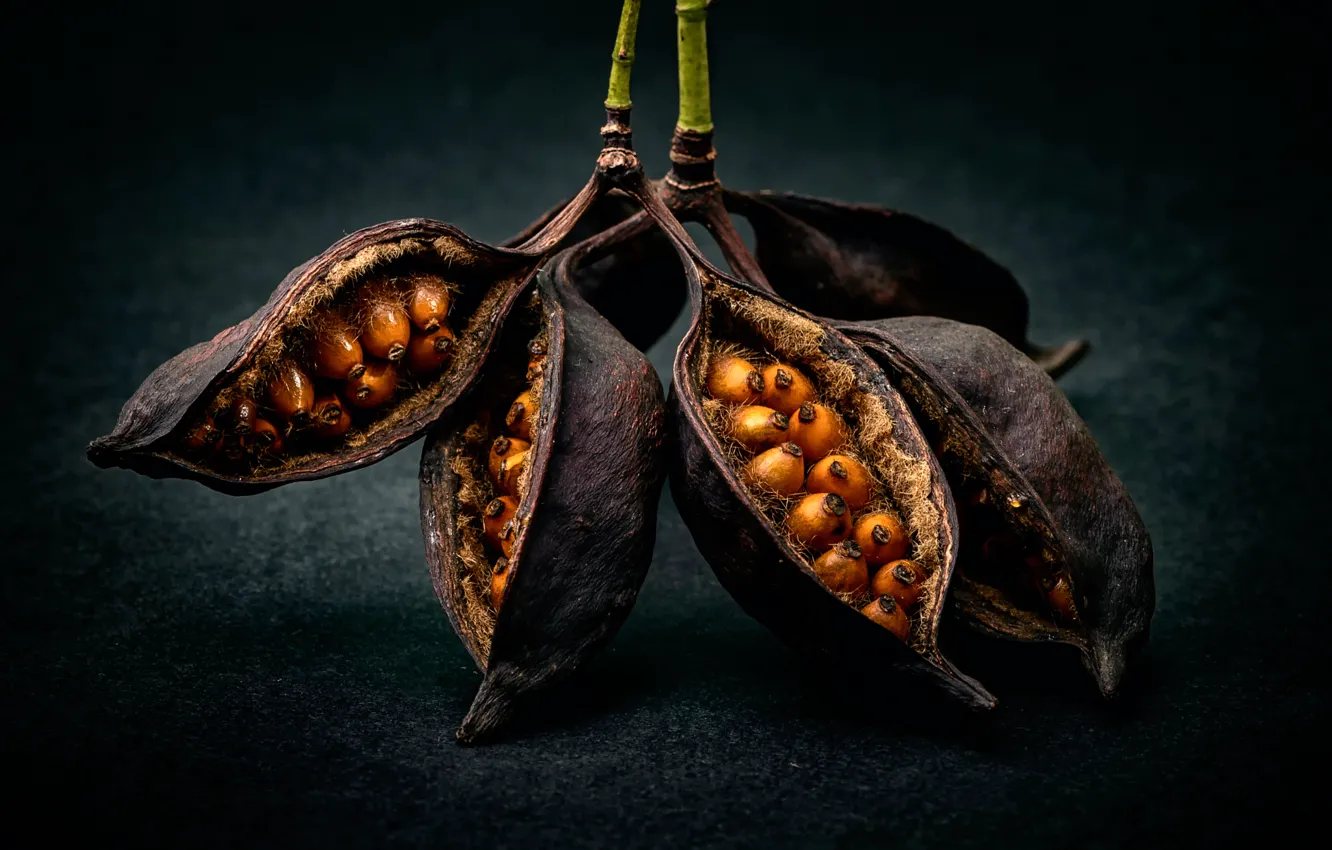 Photo wallpaper macro, seeds, fruit