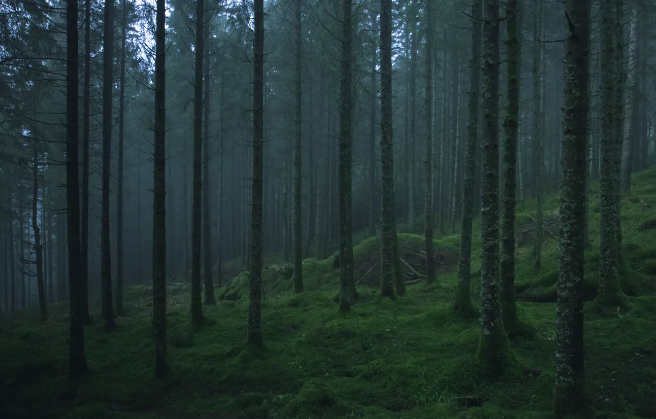 Photo wallpaper forest, trees, nature