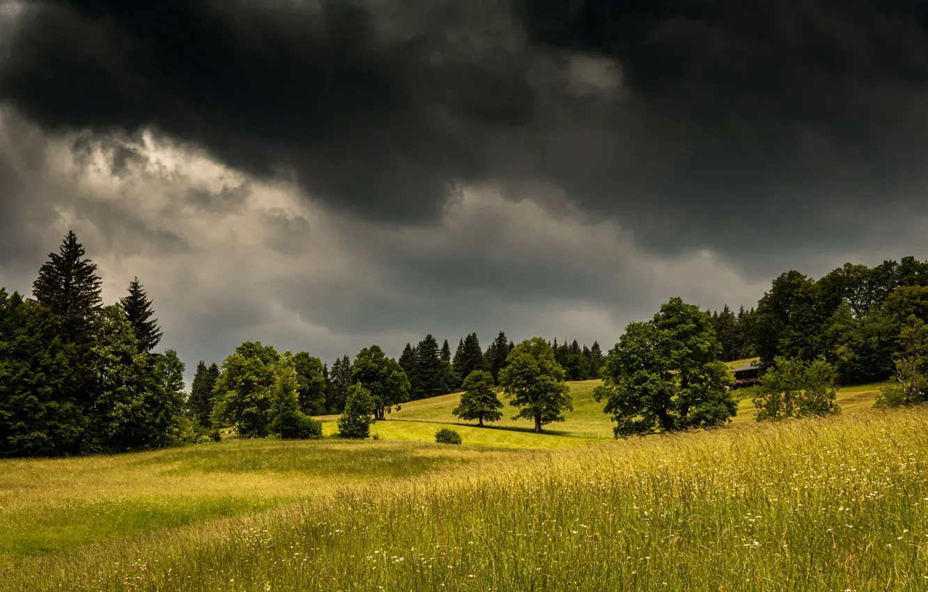Photo wallpaper field, the sky, trees, clouds, nature, Russia