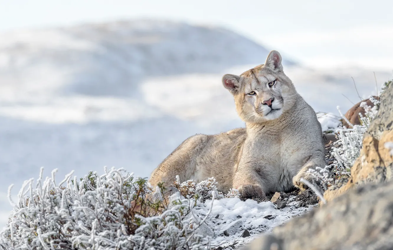 Photo wallpaper winter, frost, face, Puma, Cougar