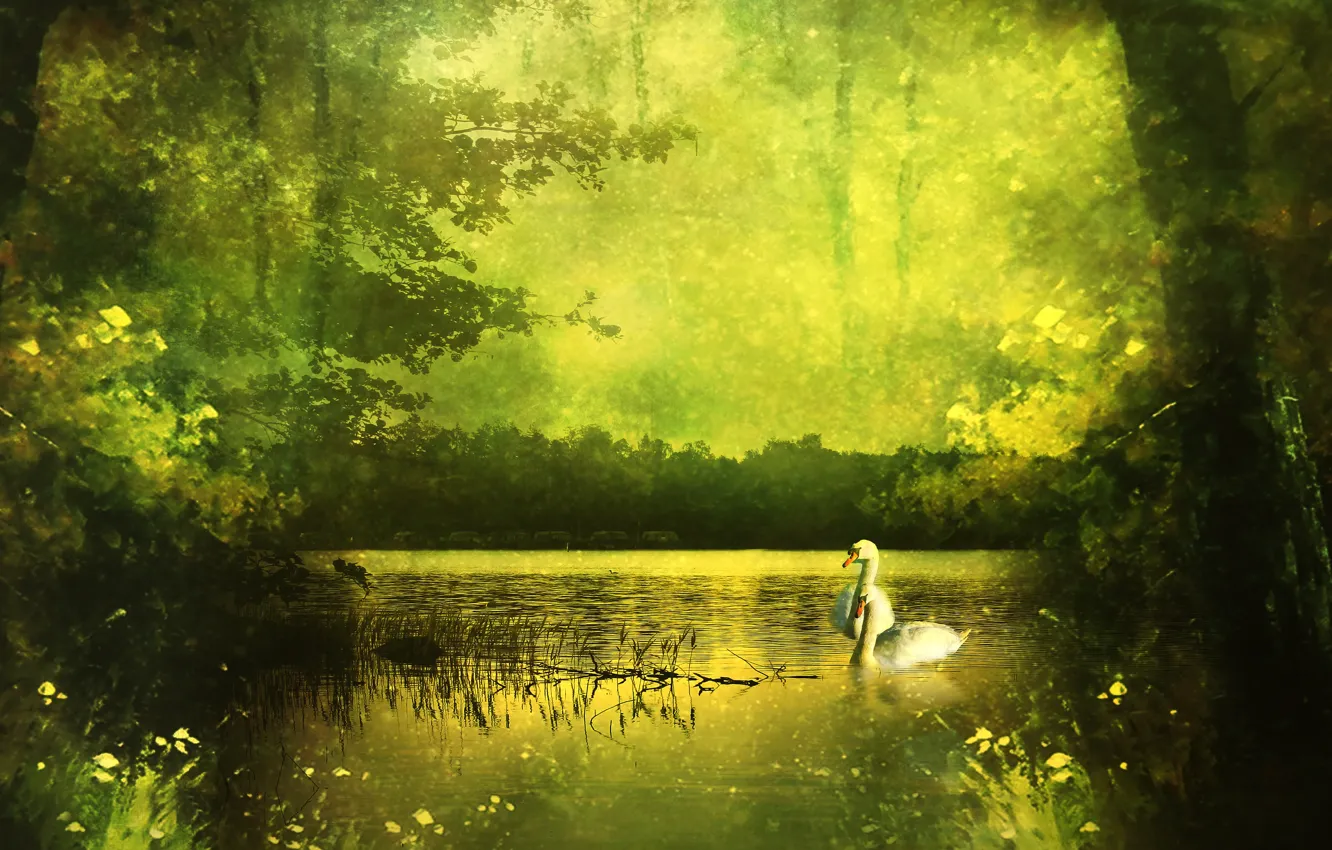 Photo wallpaper greens, forest, summer, trees, landscape, nature, lake, pond