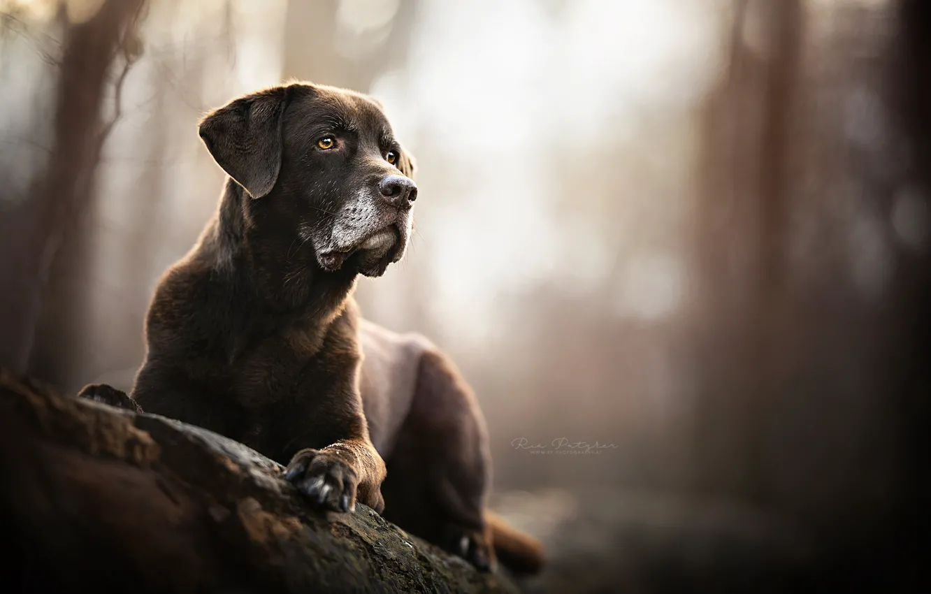 Photo wallpaper portrait, dog, bokeh
