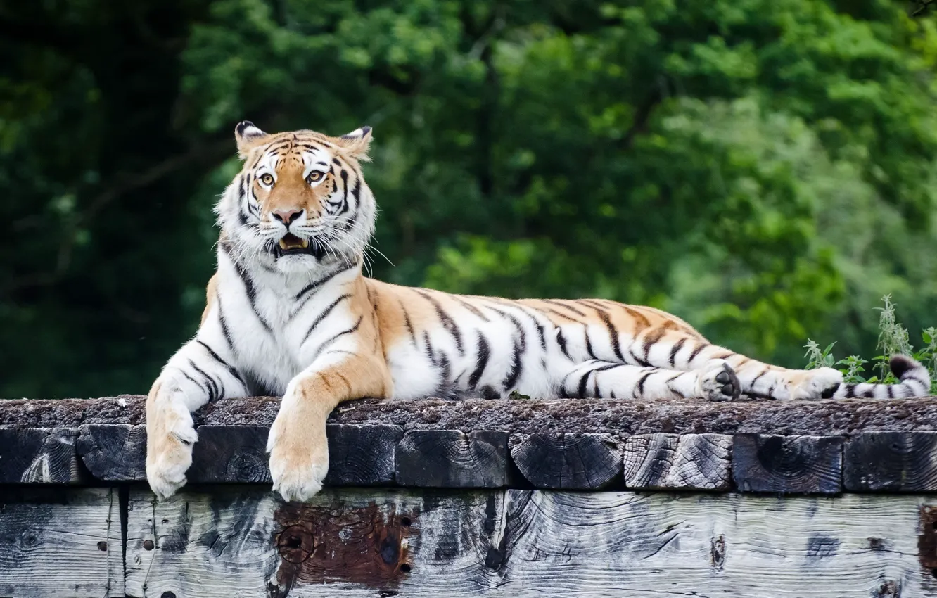 Photo wallpaper face, tiger, stay, predator, paws, lies, wild cat