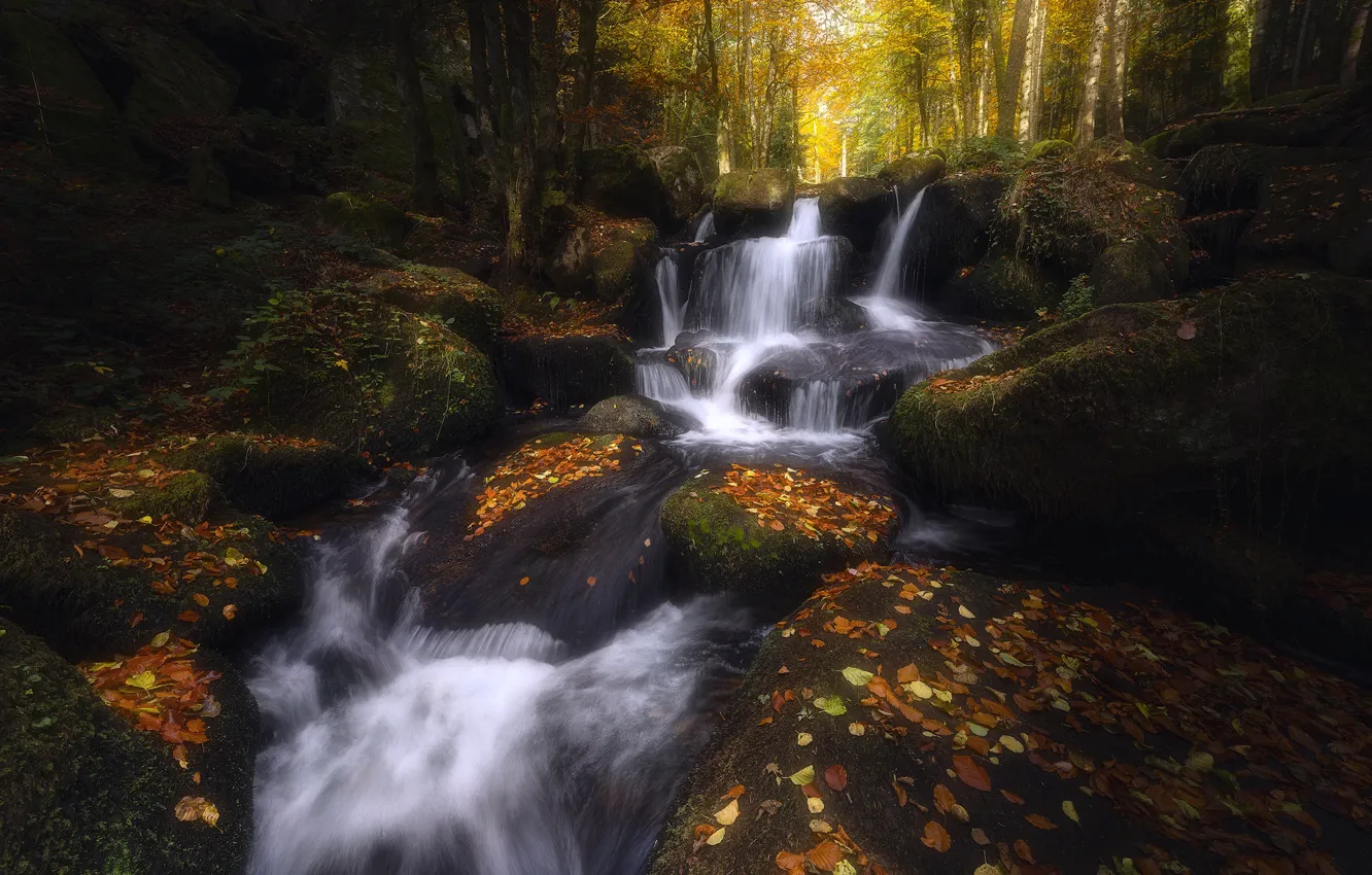 Photo wallpaper autumn, forest, trees, branches, stones, shore, for, foliage