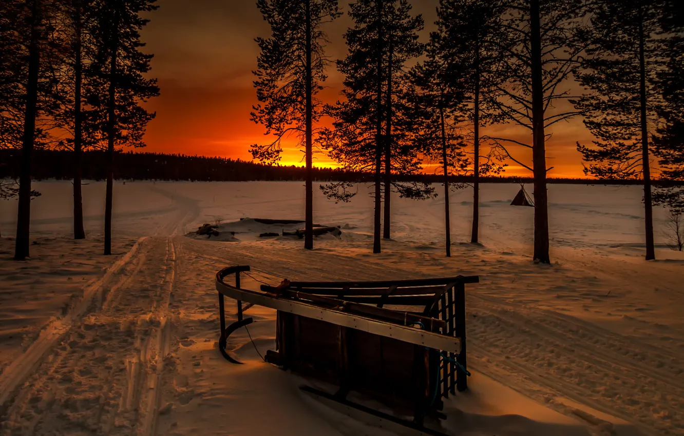Photo wallpaper winter, forest, snow, sunset, sleigh, sledding