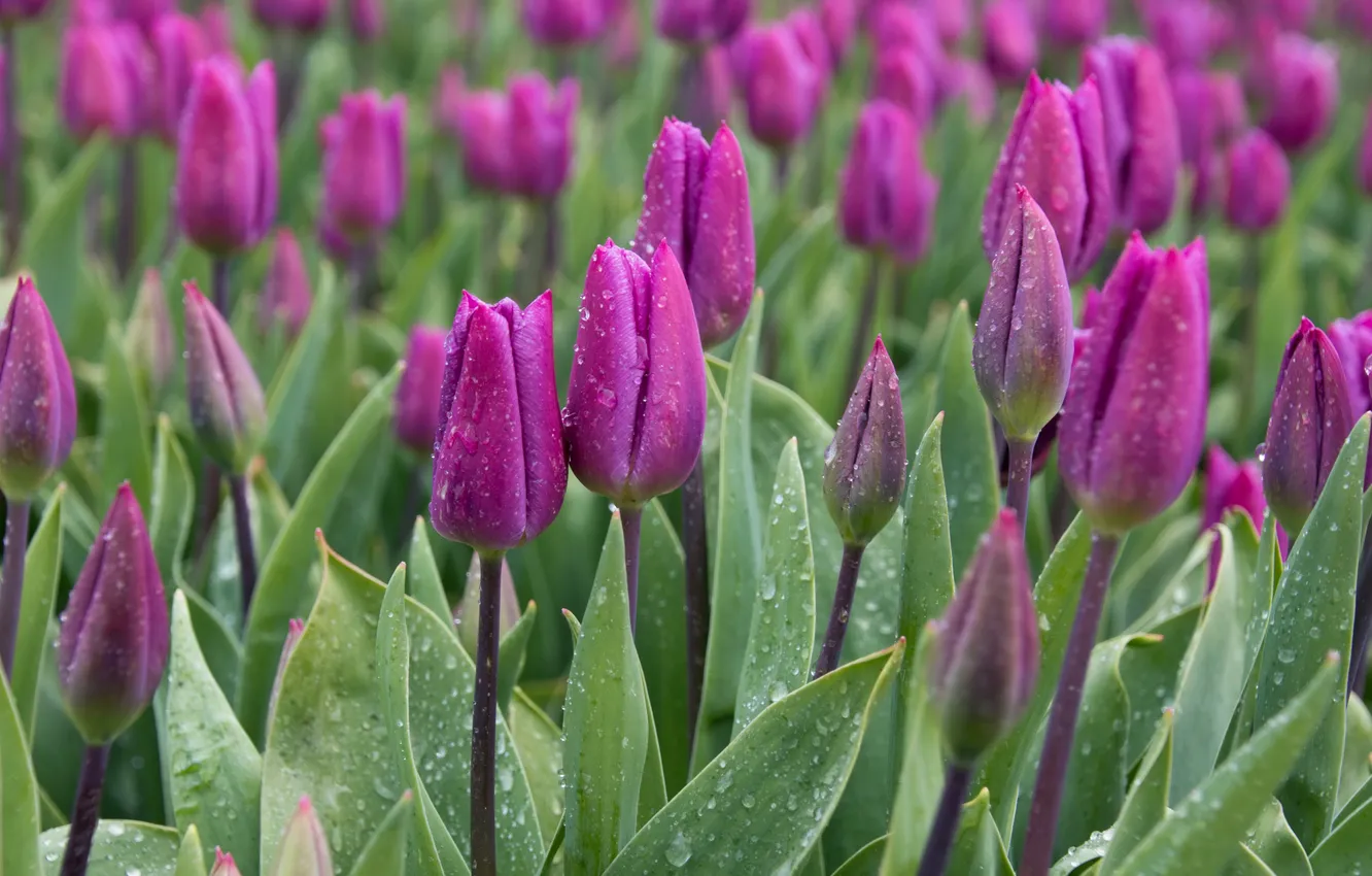 Photo wallpaper flowers, nature, tulips