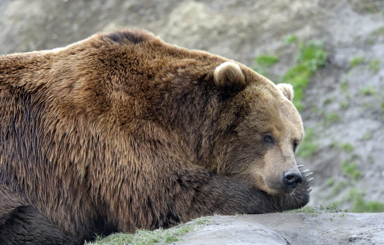 Photo wallpaper look, face, bear, bear, profile