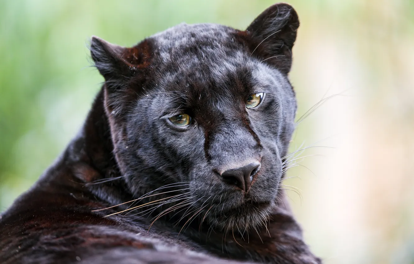 Photo wallpaper cat, look, Panther, black leopard, ©Tambako The Jaguar