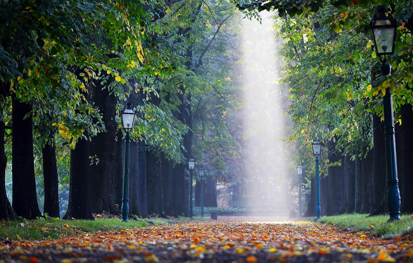 Photo wallpaper autumn, Park, lights, alley, The Flow Of Light