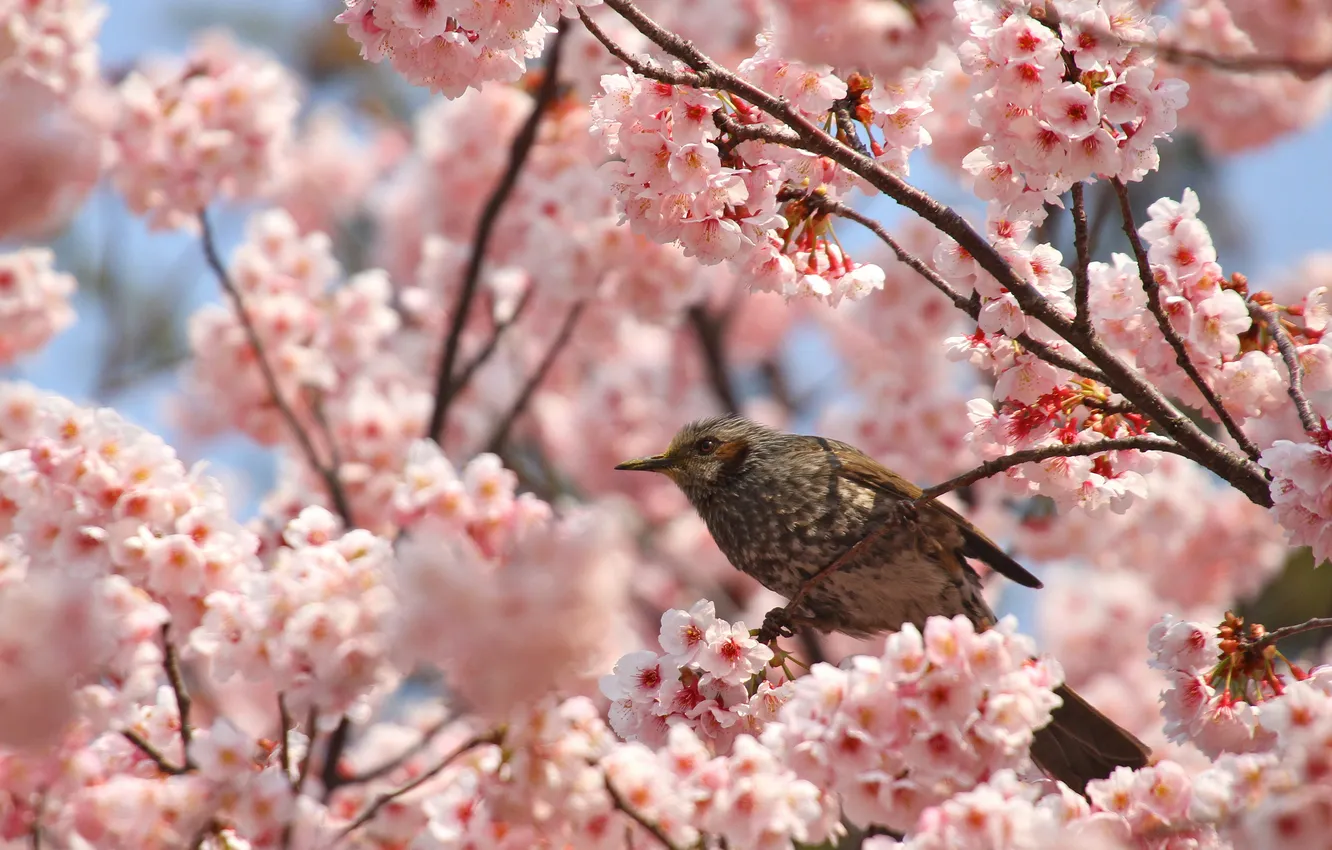 Photo wallpaper flowers, branches, nature, bird, spring, flowering