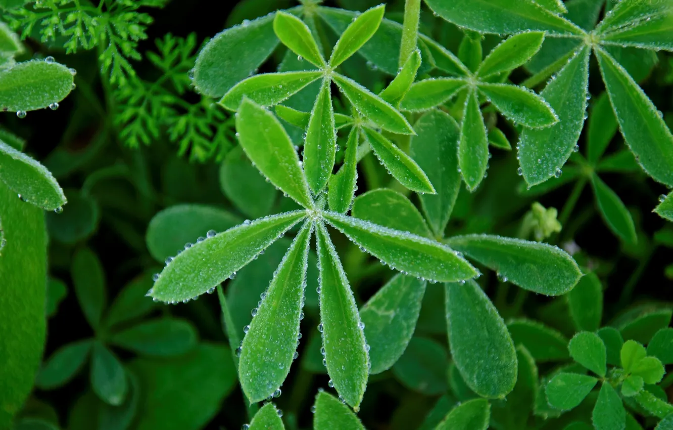 Photo wallpaper grass, water, drops, Rosa, blur, leaves