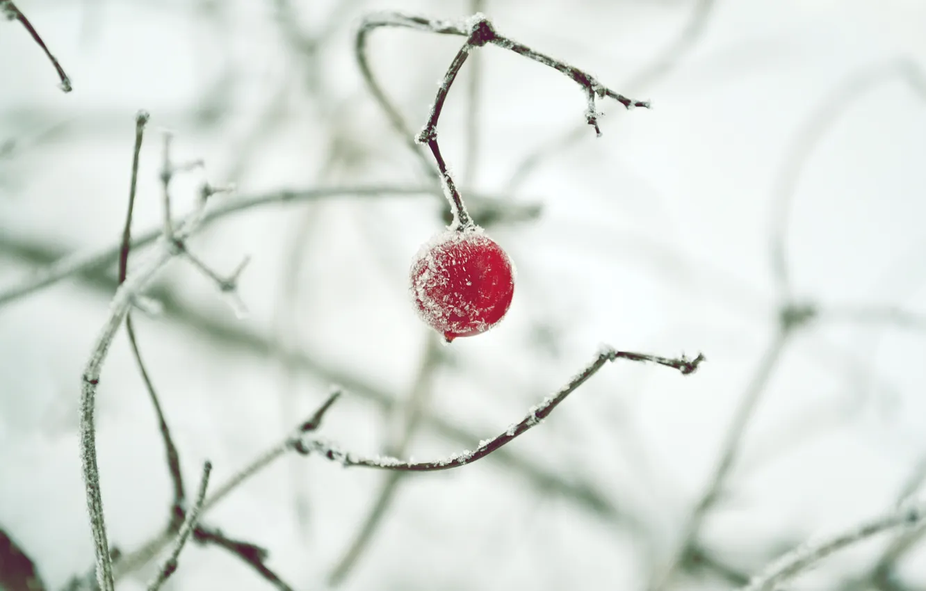 Photo wallpaper winter, snow, berry