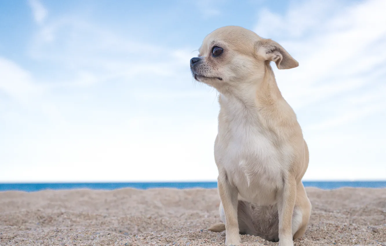 Photo wallpaper sand, the sky, dog, Chihuahua, doggie, dog
