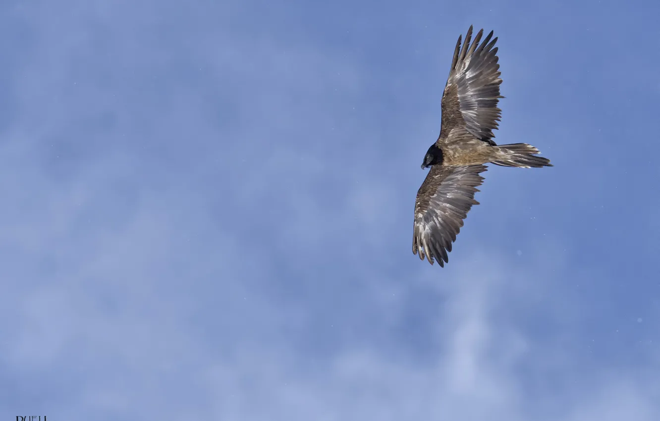 Photo wallpaper the sky, nature, bird, Flies, DUELL ©