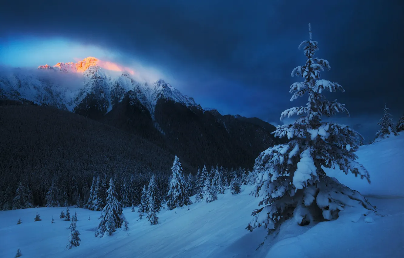 Photo wallpaper winter, forest, the sky, snow, mountains, tree