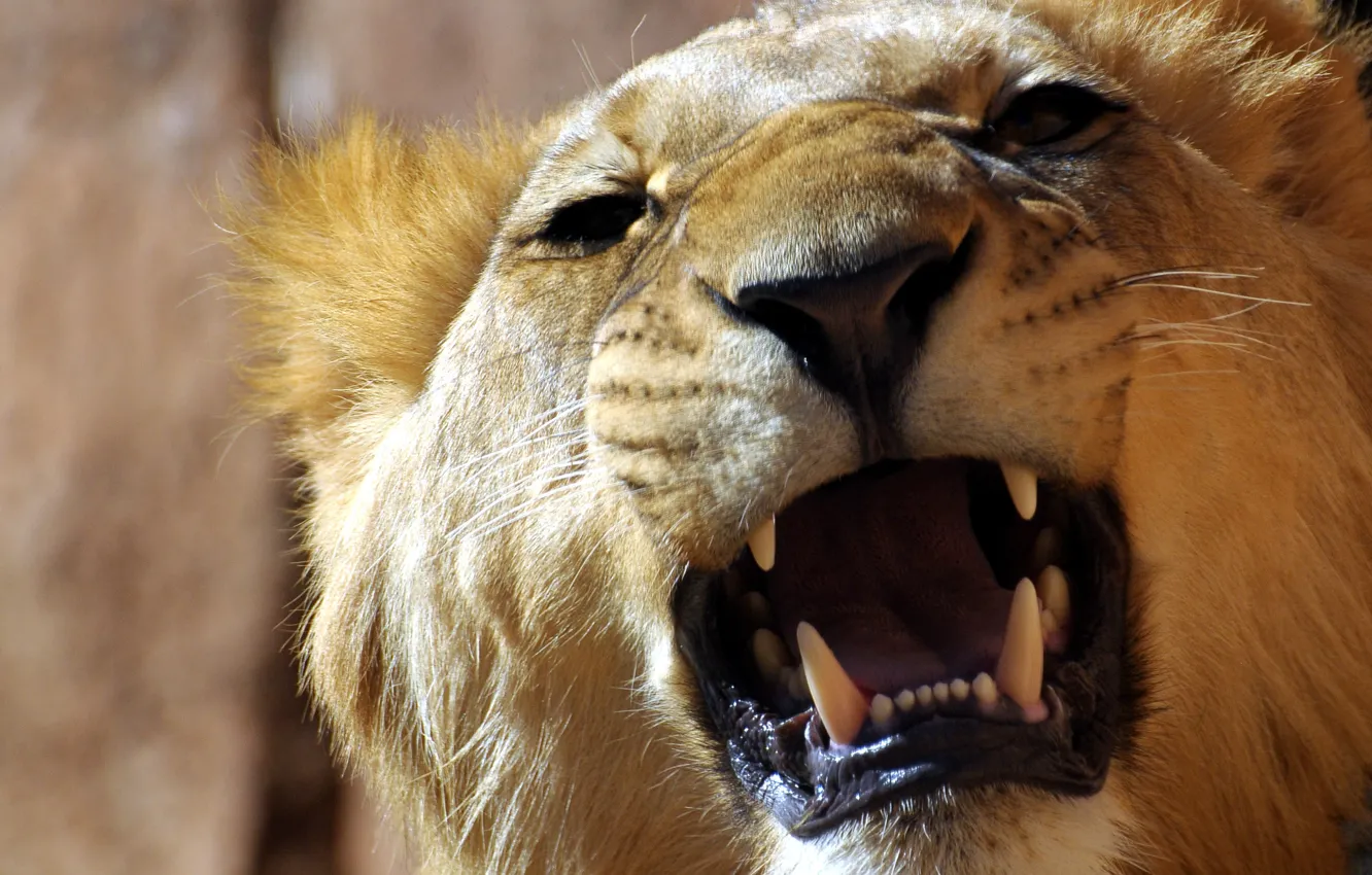 Photo wallpaper teeth, Leo, mouth, roar