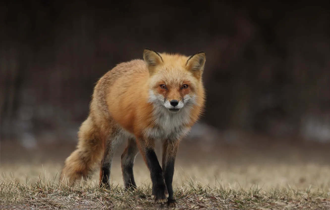 Photo wallpaper nature, Fox, blurred background