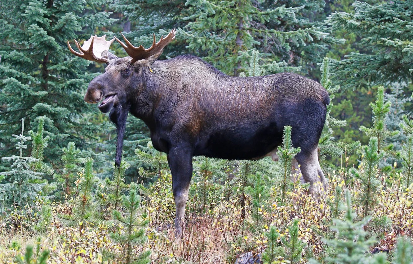 Photo wallpaper forest, nature, horns, moose