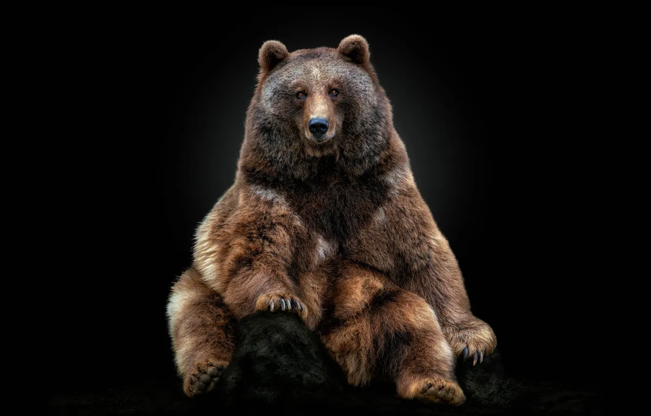 Photo wallpaper pose, bear, black background, sitting